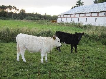 Kvæg fra vestergaard, som ligger i Jerup, hvilket er en landsby i Nordjylland. Kvæg dækker over køer, kvier, tyre og kalve. Disse pæne dyr kan ses hos landmand Thomas Dannerelv.