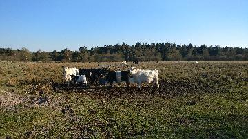 Kvæg fra vestergaard, som ligger i Jerup, hvilket er en landsby i Nordjylland. Kvæg dækker over køer, kvier, tyre og kalve. Disse pæne dyr kan ses hos landmand Thomas Dannerelv.