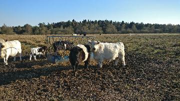 Kvæg fra vestergaard, som ligger i Jerup, hvilket er en landsby i Nordjylland. Kvæg dækker over køer, kvier, tyre og kalve. Disse pæne dyr kan ses hos landmand Thomas Dannerelv.