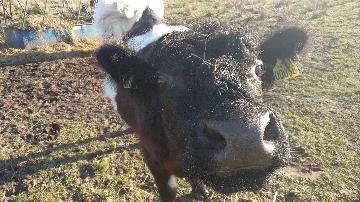 Kvæg fra vestergaard, som ligger i Jerup, hvilket er en landsby i Nordjylland. Kvæg dækker over køer, kvier, tyre og kalve. Disse pæne dyr kan ses hos landmand Thomas Dannerelv.