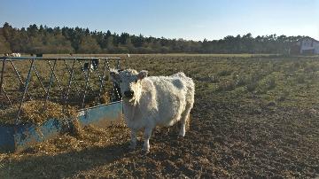 Kvæg fra vestergaard, som ligger i Jerup, hvilket er en landsby i Nordjylland. Kvæg dækker over køer, kvier, tyre og kalve. Disse pæne dyr kan ses hos landmand Thomas Dannerelv.