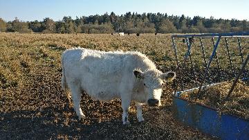 Kvæg fra vestergaard, som ligger i Jerup, hvilket er en landsby i Nordjylland. Kvæg dækker over køer, kvier, tyre og kalve. Disse pæne dyr kan ses hos landmand Thomas Dannerelv.