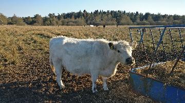 Kvæg fra vestergaard, som ligger i Jerup, hvilket er en landsby i Nordjylland. Kvæg dækker over køer, kvier, tyre og kalve. Disse pæne dyr kan ses hos landmand Thomas Dannerelv.