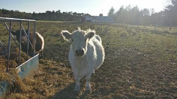 Kvæg fra vestergaard, som ligger i Jerup, hvilket er en landsby i Nordjylland. Kvæg dækker over køer, kvier, tyre og kalve. Disse pæne dyr kan ses hos landmand Thomas Dannerelv.