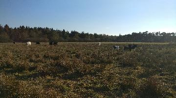 Kvæg fra vestergaard, som ligger i Jerup, hvilket er en landsby i Nordjylland. Kvæg dækker over køer, kvier, tyre og kalve. Disse pæne dyr kan ses hos landmand Thomas Dannerelv.