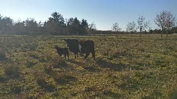 Kvæg fra vestergaard, som ligger i Jerup, hvilket er en landsby i Nordjylland. Kvæg dækker over køer, kvier, tyre og kalve. Disse pæne dyr kan ses hos landmand Thomas Dannerelv.