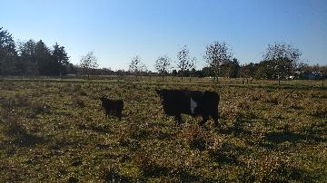 Kvæg fra vestergaard, som ligger i Jerup, hvilket er en landsby i Nordjylland. Kvæg dækker over køer, kvier, tyre og kalve. Disse pæne dyr kan ses hos landmand Thomas Dannerelv.