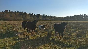 Kvæg fra vestergaard, som ligger i Jerup, hvilket er en landsby i Nordjylland. Kvæg dækker over køer, kvier, tyre og kalve. Disse pæne dyr kan ses hos landmand Thomas Dannerelv.