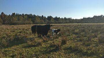 Kvæg fra vestergaard, som ligger i Jerup, hvilket er en landsby i Nordjylland. Kvæg dækker over køer, kvier, tyre og kalve. Disse pæne dyr kan ses hos landmand Thomas Dannerelv.