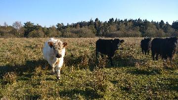 Kvæg fra vestergaard, som ligger i Jerup, hvilket er en landsby i Nordjylland. Kvæg dækker over køer, kvier, tyre og kalve. Disse pæne dyr kan ses hos landmand Thomas Dannerelv.