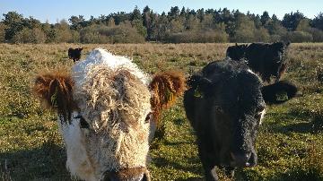 Kvæg fra vestergaard, som ligger i Jerup, hvilket er en landsby i Nordjylland. Kvæg dækker over køer, kvier, tyre og kalve. Disse pæne dyr kan ses hos landmand Thomas Dannerelv.