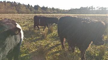 Kvæg fra vestergaard, som ligger i Jerup, hvilket er en landsby i Nordjylland. Kvæg dækker over køer, kvier, tyre og kalve. Disse pæne dyr kan ses hos landmand Thomas Dannerelv.