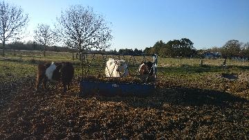 Kvæg fra vestergaard, som ligger i Jerup, hvilket er en landsby i Nordjylland. Kvæg dækker over køer, kvier, tyre og kalve. Disse pæne dyr kan ses hos landmand Thomas Dannerelv.
