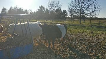 Kvæg fra vestergaard, som ligger i Jerup, hvilket er en landsby i Nordjylland. Kvæg dækker over køer, kvier, tyre og kalve. Disse pæne dyr kan ses hos landmand Thomas Dannerelv.