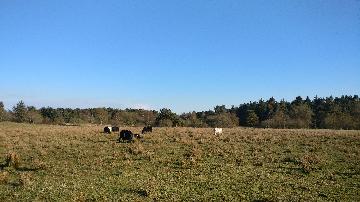 Kvæg fra vestergaard, som ligger i Jerup, hvilket er en landsby i Nordjylland. Kvæg dækker over køer, kvier, tyre og kalve. Disse pæne dyr kan ses hos landmand Thomas Dannerelv.