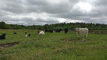 Kvæg fra vestergaard, som ligger i Jerup, hvilket er en landsby i Nordjylland. Kvæg dækker over køer, kvier, tyre og kalve. Disse pæne dyr kan ses hos landmand Thomas Dannerelv.