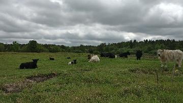 Kvæg fra vestergaard, som ligger i Jerup, hvilket er en landsby i Nordjylland. Kvæg dækker over køer, kvier, tyre og kalve. Disse pæne dyr kan ses hos landmand Thomas Dannerelv.